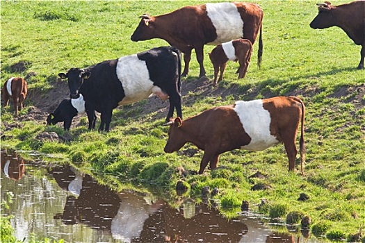 荷兰,母牛,饮用水