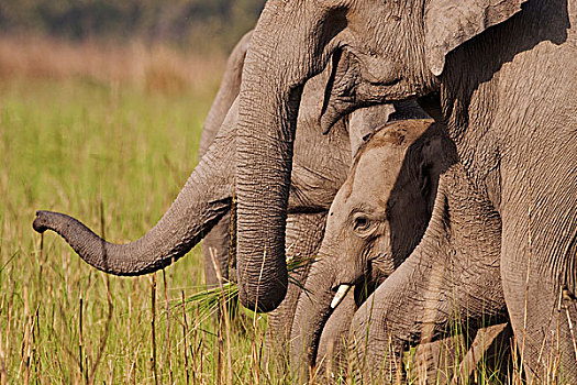 印度,亚洲象,家庭,国家公园