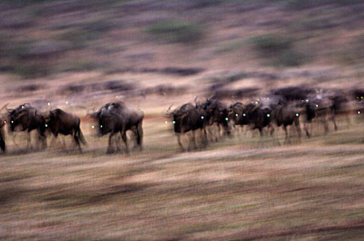 蓝角马,角马,牧群,迁徙,早晨,塞伦盖蒂国家公园,坦桑尼亚