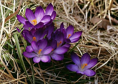 紫花,草地,特写