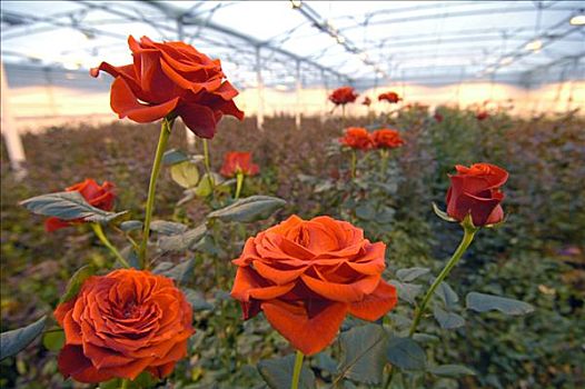 玫瑰,种植园,荷兰