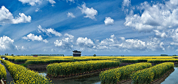 江苏省兴化市垛田油菜花自然生态景观