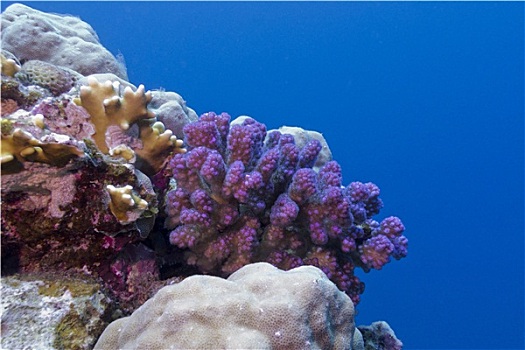 珊瑚礁,紫色,硬珊瑚,红海,蓝色背景,水,背景