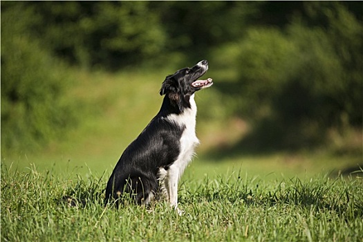 博德牧羊犬