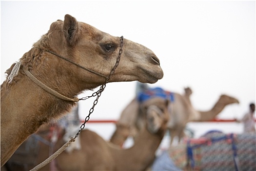 赛骆驼,迪拜