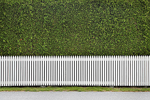 白色,围栏,正面,树篱