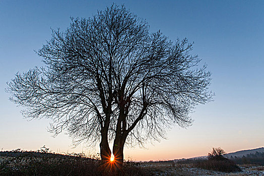 两个,树,正面,日落