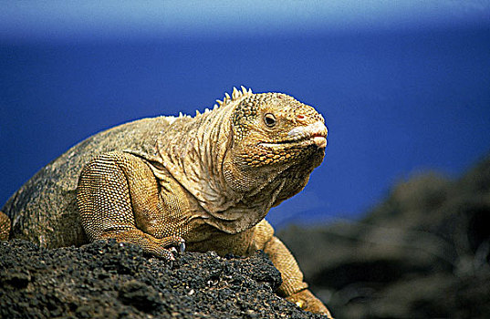 加拉帕戈斯,陆地,鬣蜥蜴,加拉巴哥陆鬣蜥,岩石上