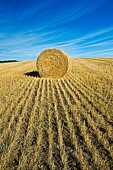 圆,小麦,稻草,大捆,农田,虎,山,曼尼托巴