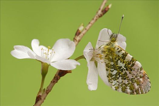 红襟粉蝶,蝴蝶,花,荷兰