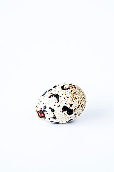 鹌鹑蛋,一个物件,一只,白色背景