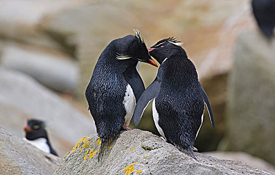 跳岩企鹅,企鹅,成年,一对,相互,打扮,福克兰群岛