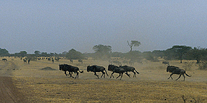 牧群,角马,跑,地点,塞伦盖蒂,坦桑尼亚,非洲