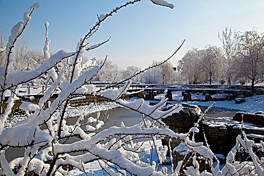 大雪后树梢上的白色雾凇特写