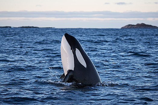 逆戟鲸,侦测,蹦跳,拿着,头部,室外,水,峡湾,靠近,特罗姆瑟,挪威,欧洲