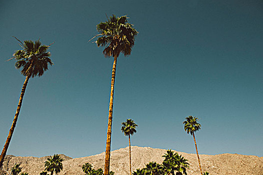 棕榈树,山,棕榈泉,加利福尼亚,美国
