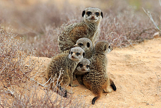 猫鼬,细尾獴属,成年,小动物,奥茨胡恩,西海角,南非,非洲