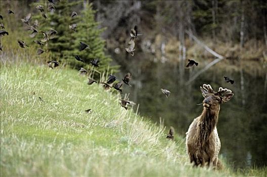 美洲,麋鹿,鹿属,看,鸟群,碧玉国家公园,艾伯塔省,加拿大