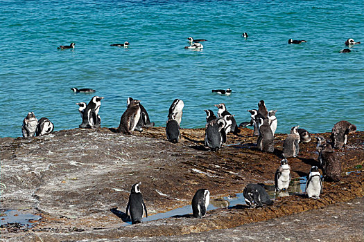 非洲企鹅,沿岸,石头