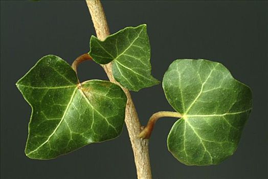 常春藤,叶子,草药