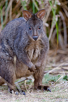 小沙袋鼠,红腹小型沙袋鼠,小,夜间,有袋动物,塔斯马尼亚,灭绝,澳大利亚,大陆