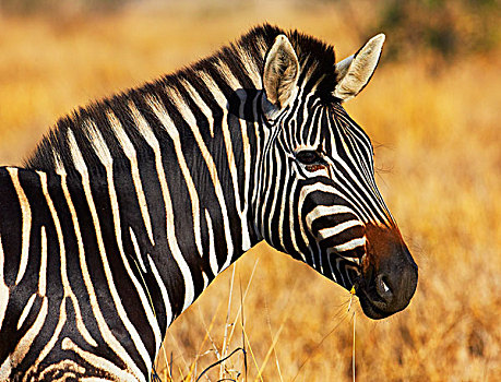 斑马,克鲁格国家公园,南非