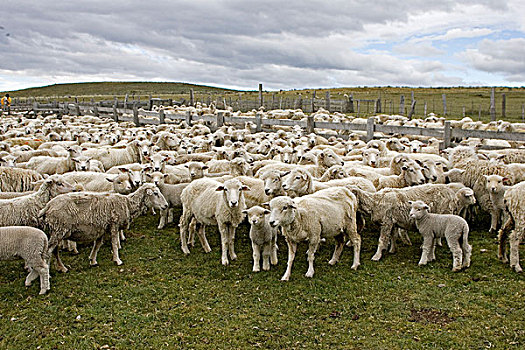 家羊,成群,母羊,羊羔,智利,南美