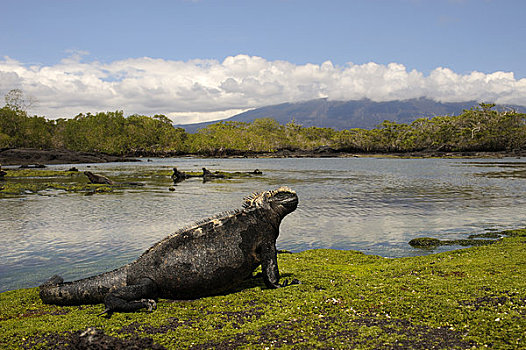 厄瓜多尔,加拉帕戈斯群岛,费尔南迪纳岛,海鬣蜥,藻类,退潮