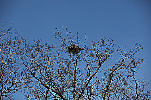 枯树上的鸟巢