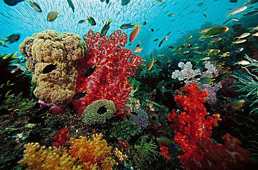 软珊瑚,礁石,景色,鱼群,鱼,印度尼西亚