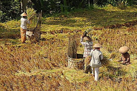 印度尼西亚,巴厘岛,农业,稻米,农民,争斗,恢复,谷物