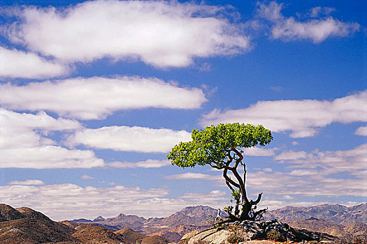 孤木,里希特斯韦德国家公园,北开普,南非