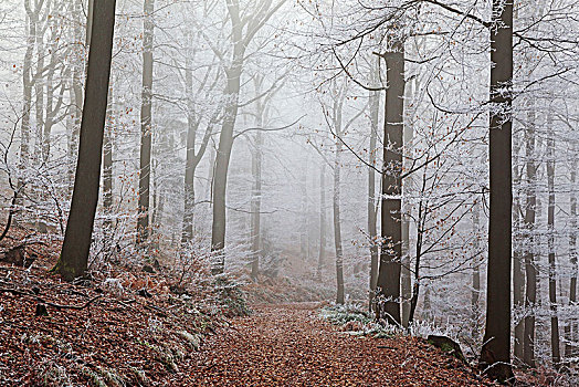 冬日树林,林道,落叶林,雾,白霜,巴登符腾堡,德国,欧洲