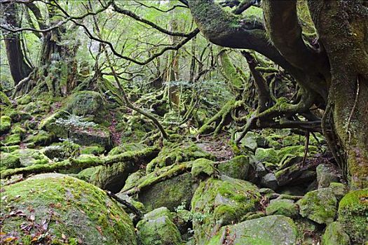 石头,树林,岛屿,鹿儿岛,日本
