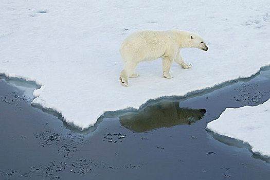 格陵兰,声音,北极熊,走,边缘,海冰,反射,熊,水中