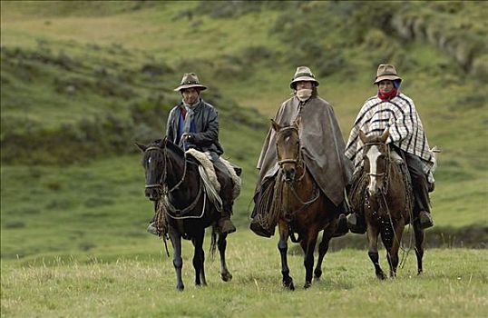 三个,牛仔,骑,马,庄园,牛,圈拢,安迪斯山脉,厄瓜多尔