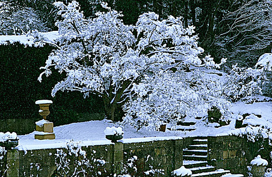 积雪,花园