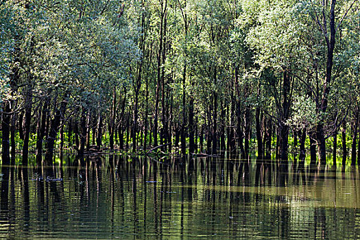 树林,国家公园,匈牙利