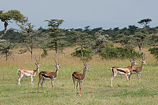 瞪羚,牧群,牧场,肯尼亚