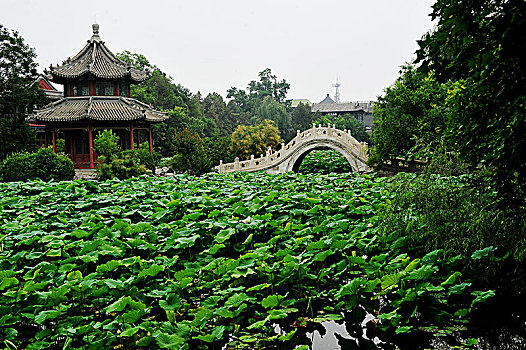 河北保定莲池书院夏日美景