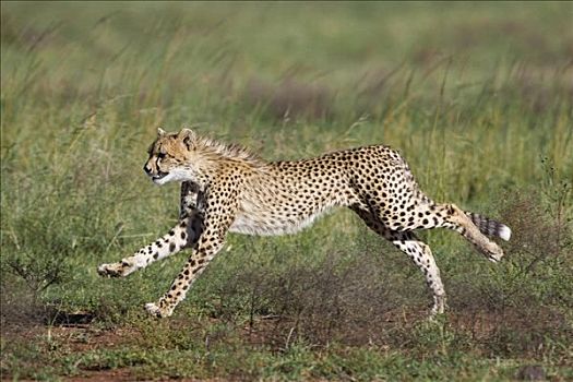印度豹,猎豹,9个月大,幼兽,马赛马拉国家保护区,肯尼亚