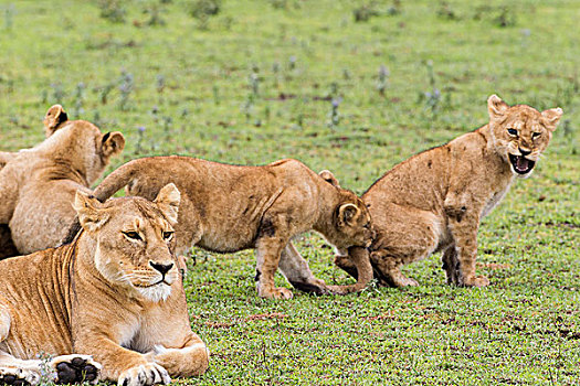 幼狮,玩,背影,雌狮,一个,幼兽,咬,尾部,叫,恩戈罗恩戈罗,保护区,坦桑尼亚