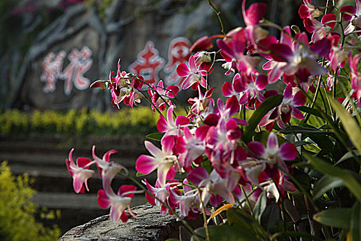 南山兰花节