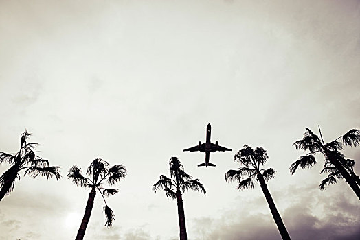 棕榈树,飞行,到达,热带,地点