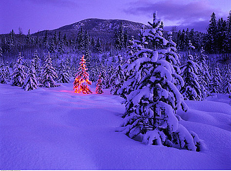 圣诞树,树林,冬天