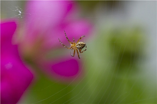 蜘蛛,旋转,蜘蛛网,天竺葵
