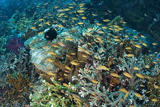 鱼群,珊瑚,礁石,科莫多岛,印度尼西亚