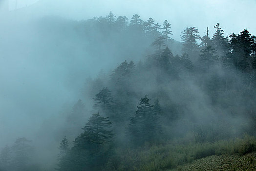 神农架,神农顶,风景,景点,旅游,高山,瀑布,河流,神秘,树木,植被,石头,鄂西,云海,峡谷,壮观