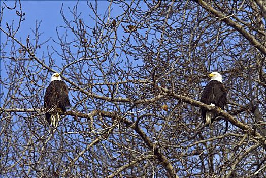 仰视,两个,白头鹰,海雕属,雕,栖息,阿拉斯加契凯特白头鹰保护区,海恩斯,阿拉斯加,美国