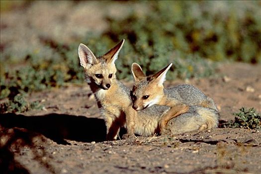 狐狸,南非